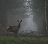 biche en alerte de seblesauvage 