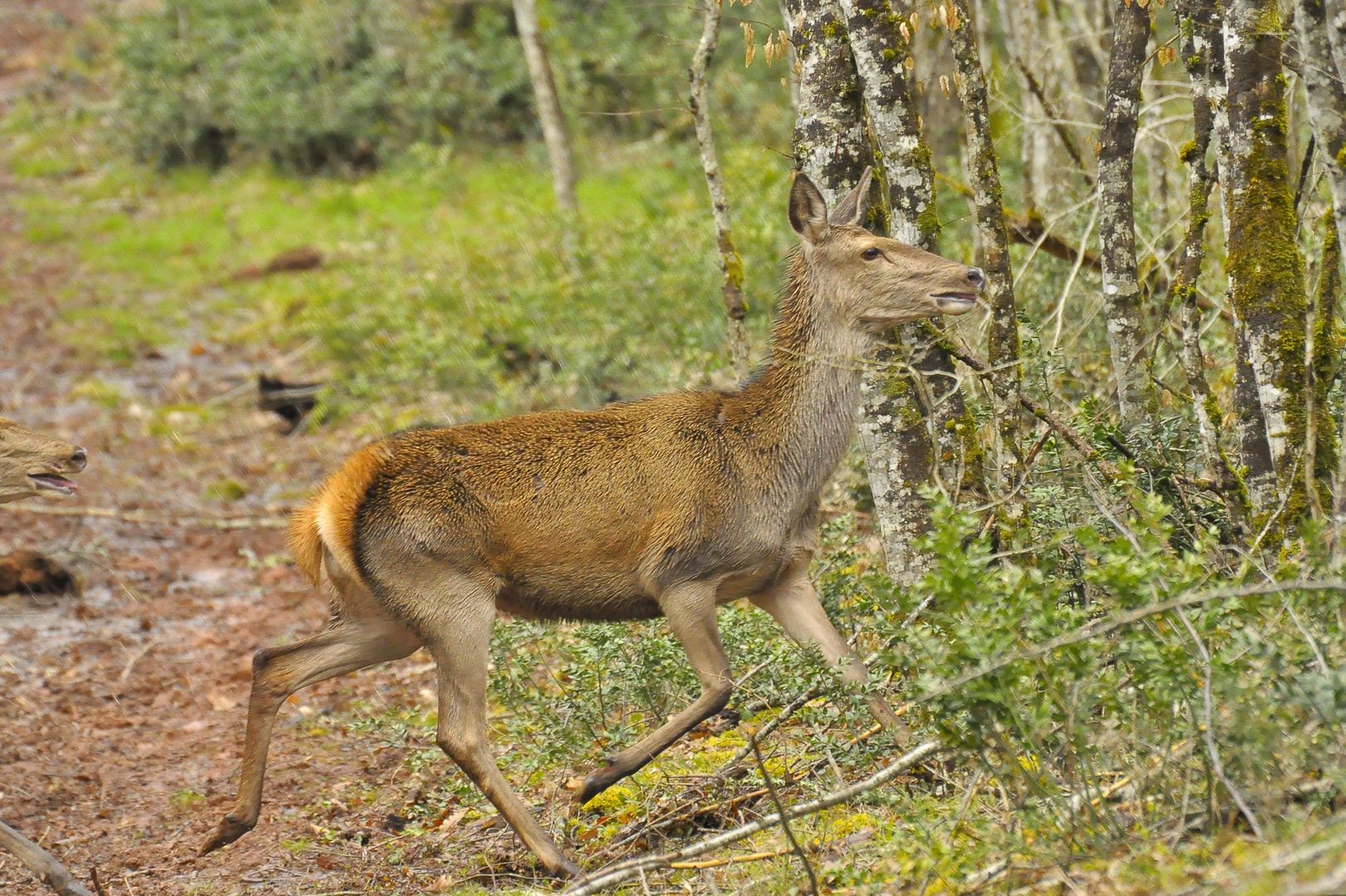 biche en gresigne