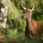 Biche en septembre