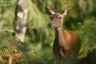 Biche en septembre de Pralo 