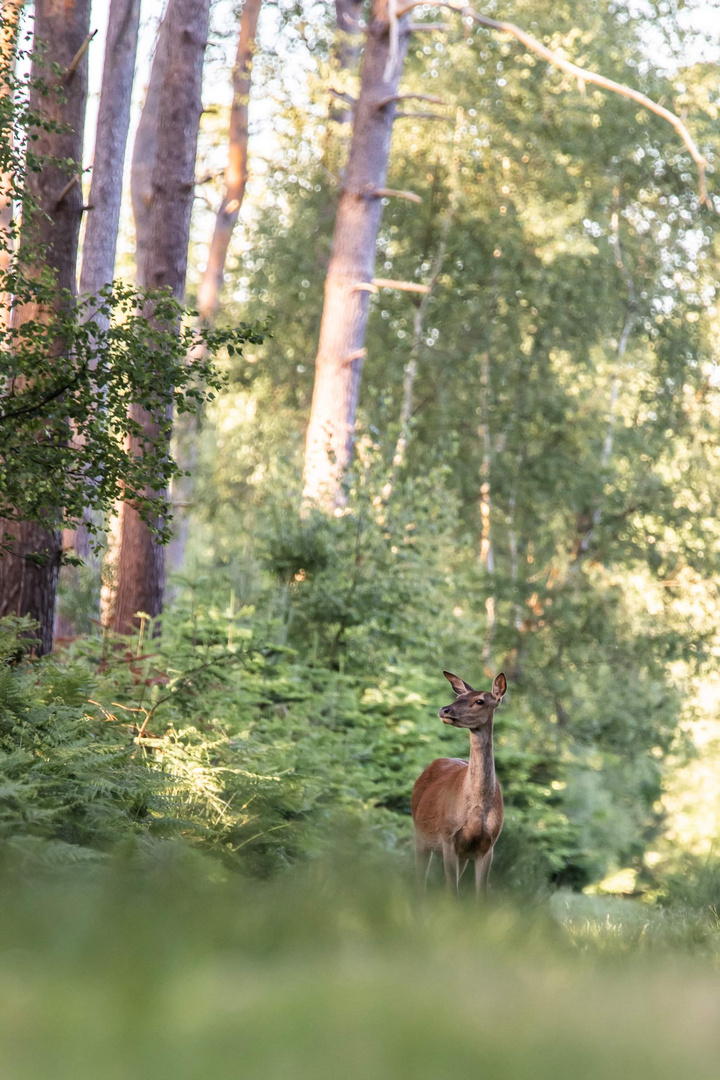 Biche et ambiance forestière 