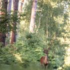 Biche et ambiance forestière 