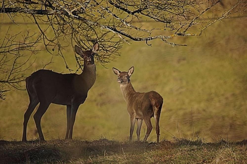 biche et faon 2