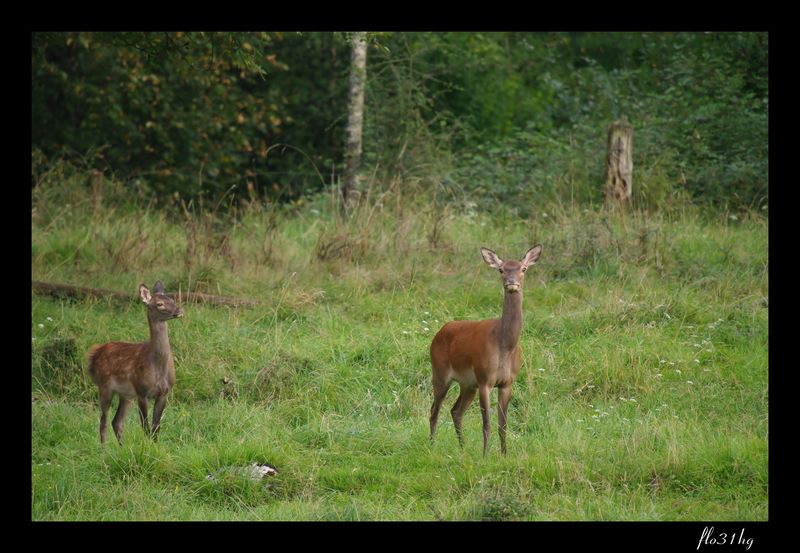 biche et faon