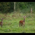 biche et faon