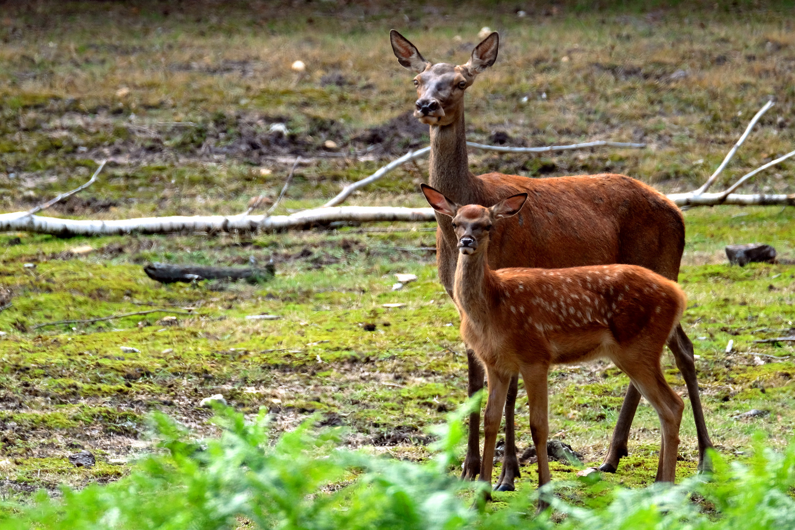 Biche Et Faon Photo Et Image Nature Animaux Paysages Images Fotocommunity