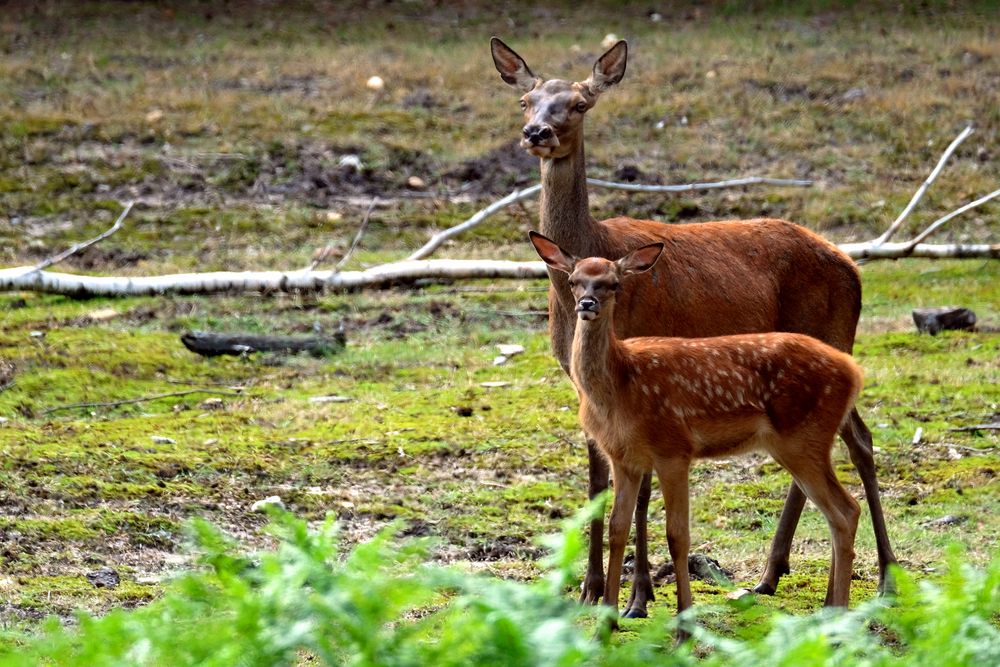 Biche et Faon 