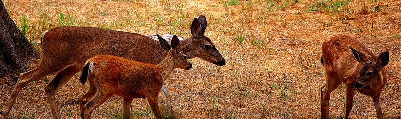 Biche et ses faons