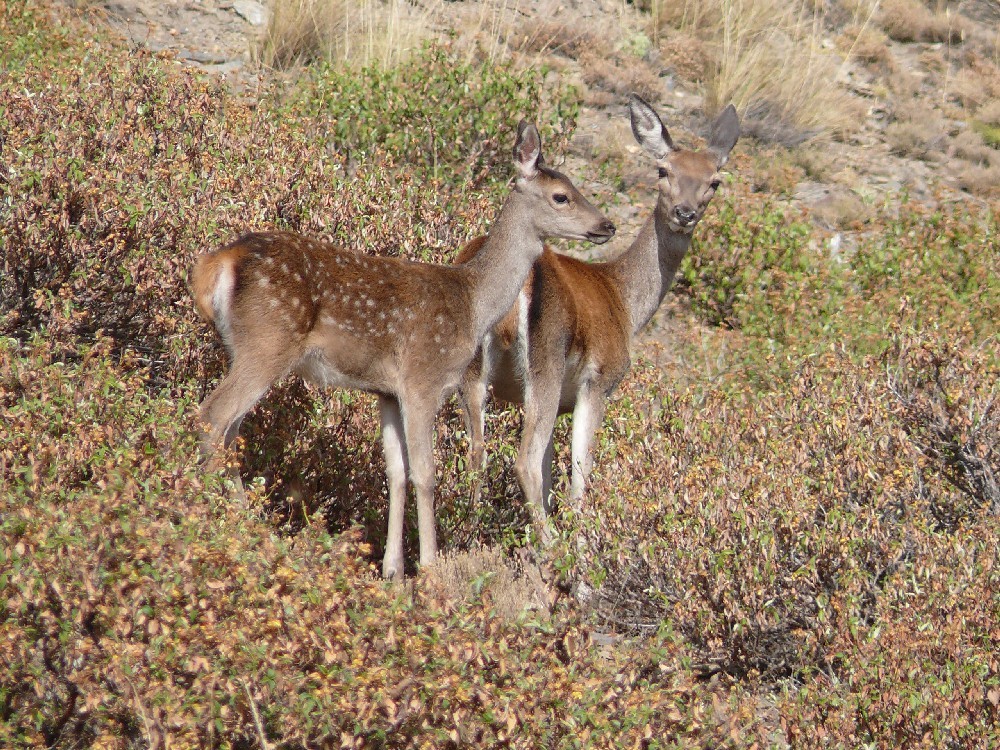 Biche et son faon