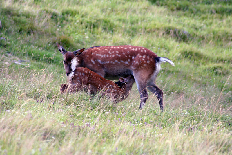 biche et son faon