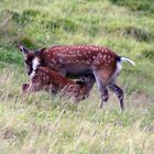 biche et son faon