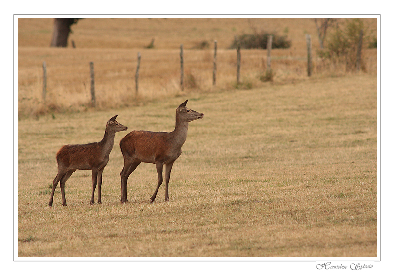 biche et son faon