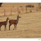 biche et son faon