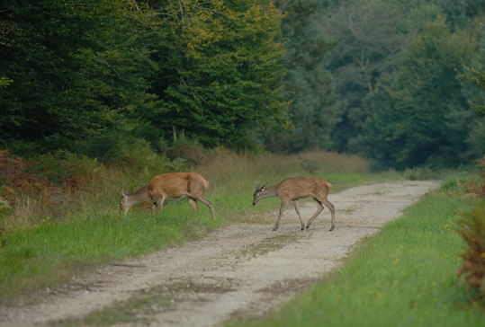 Biche et son Faon