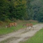 Biche et son Faon