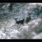 Biche et un jeune de l'année,forêt de compiegne,mi janvier