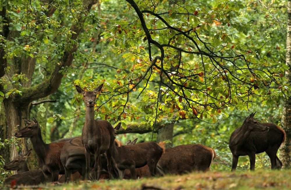 Biche  oh ma Biche