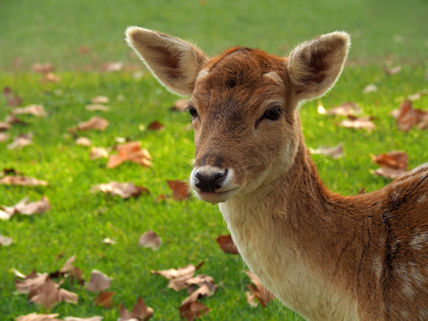 Biche, oh ma biche… !