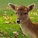 Biche, oh ma biche… !