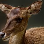 Biche, oh ma biche…. ! Parc zoologique et forestier de Nouméa