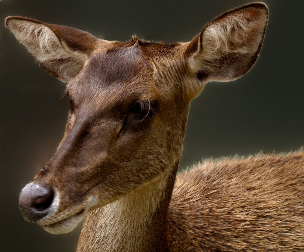 Biche, oh ma biche…. ! Parc zoologique et forestier de Nouméa