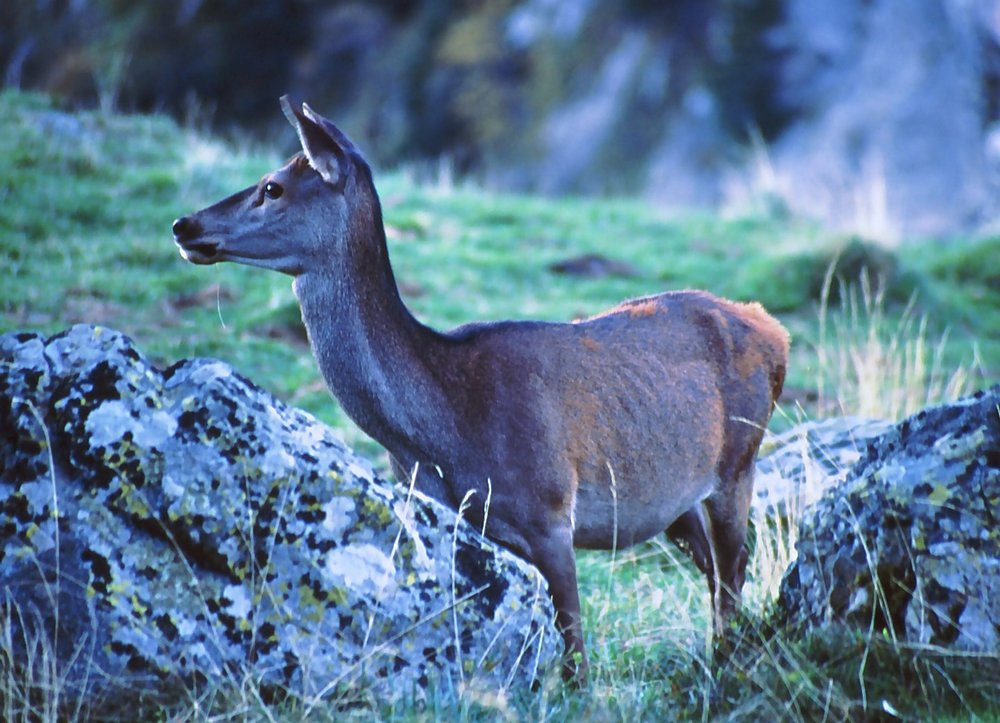 Biche Pyrenees