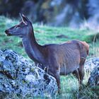 Biche Pyrenees