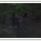 Biche sous la pluie