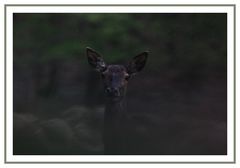 Biche sous la pluie