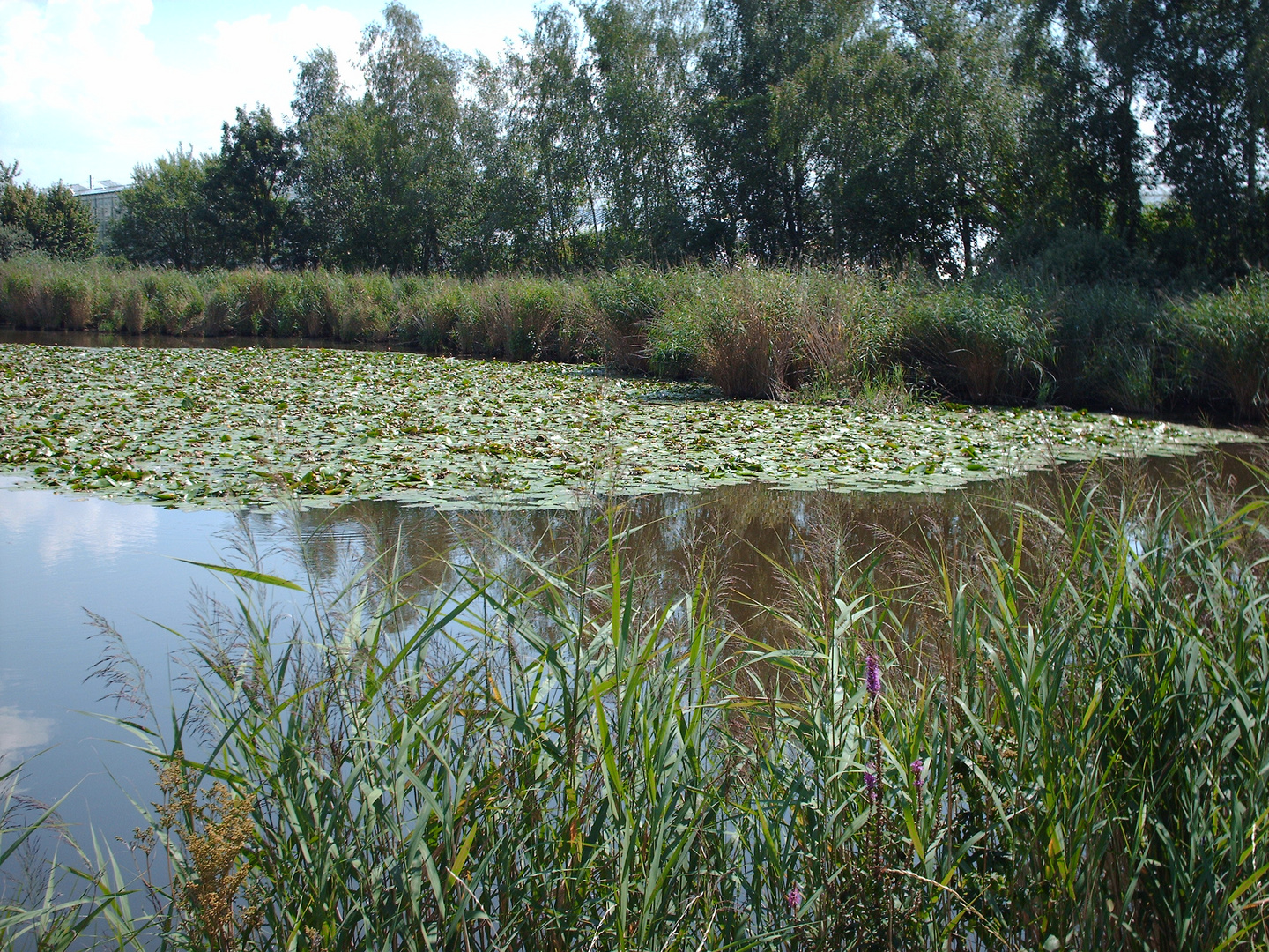 Bichelweiher