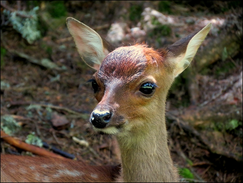 Biche,oh ma biche !!!!