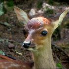 Biche,oh ma biche !!!!