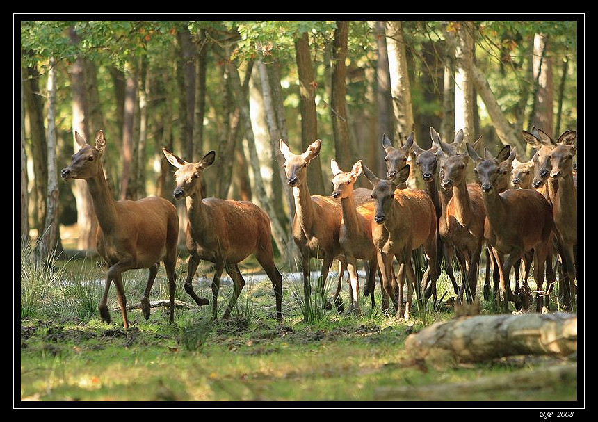 Biches en sous bois