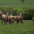 biches et daguets au casse croute !