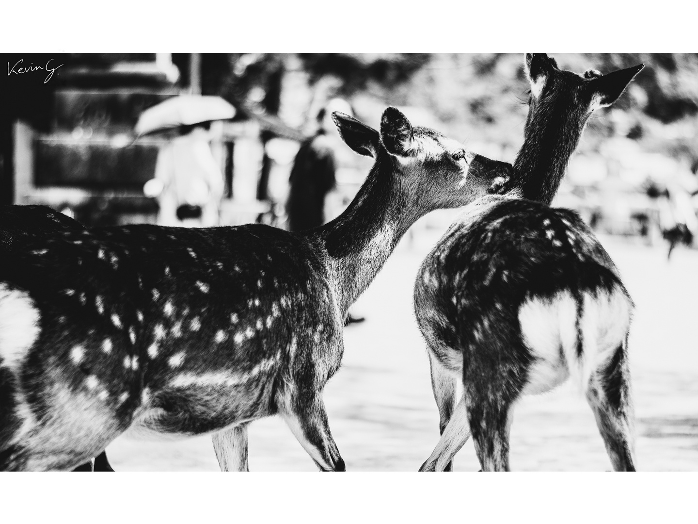 Biches, sur l'île de Miyajima, Japon