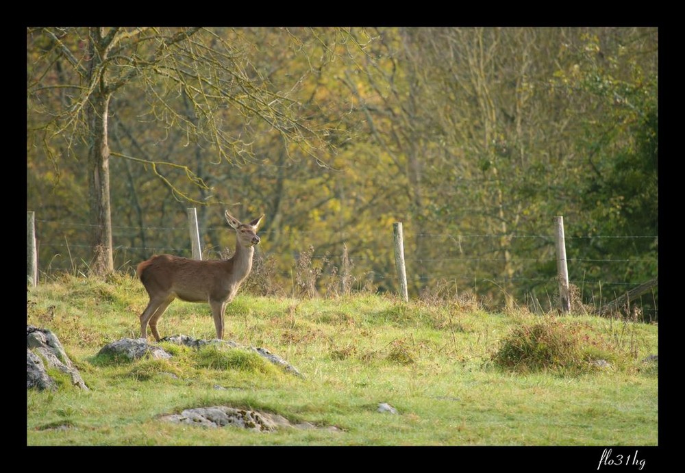 bichette d'autone 2