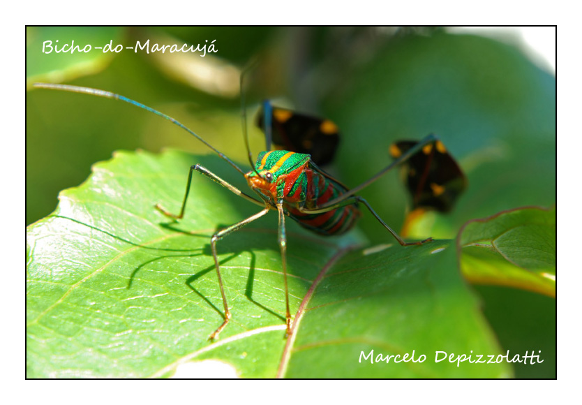 Bicho-do-Maracujá