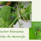 Bicho do Maracuja 