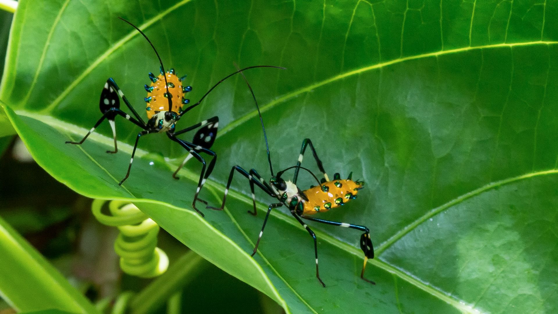 Bicho do Maracujá (Diactor bilineatus)