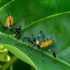 Bicho do Maracujá (Diactor bilineatus)