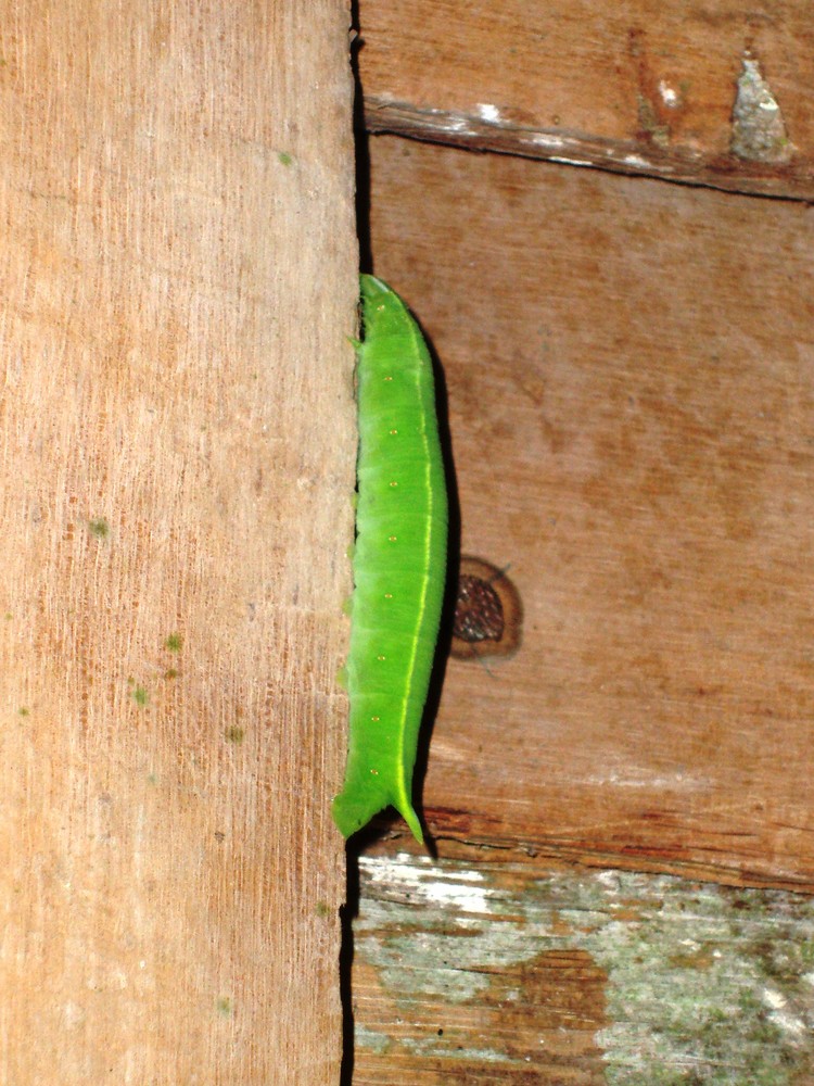 Bicho verde de R.dominicana