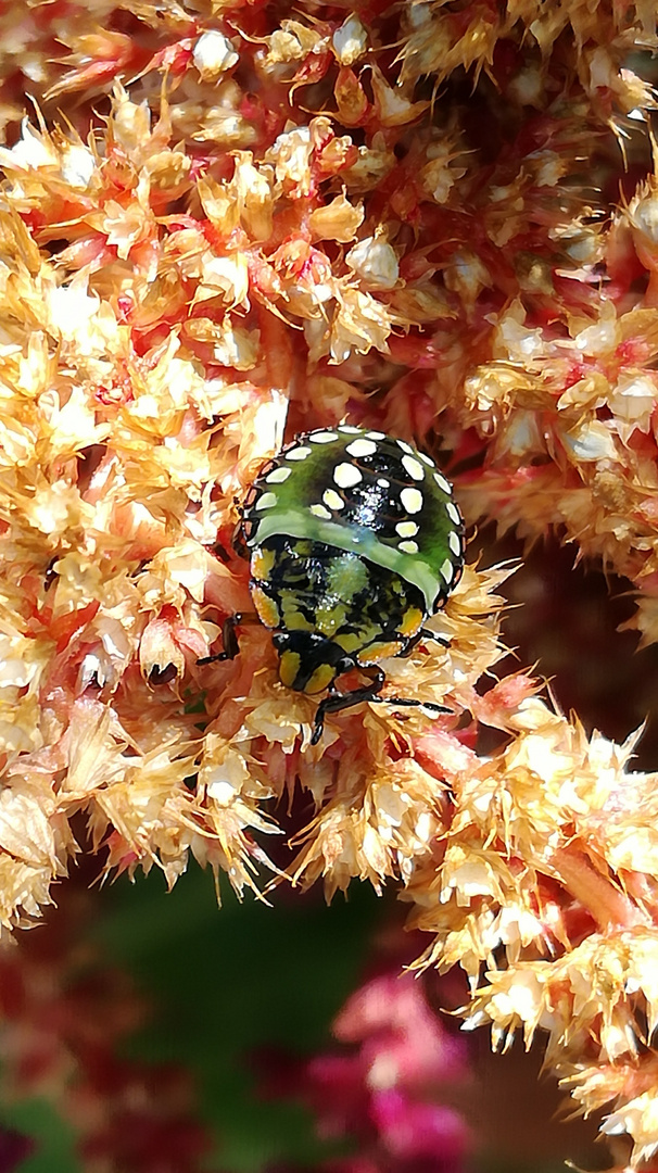 Bicho verde 