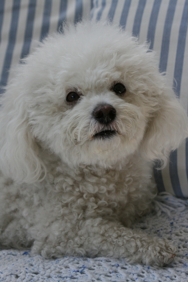 Bichon