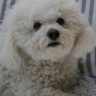 Bichon