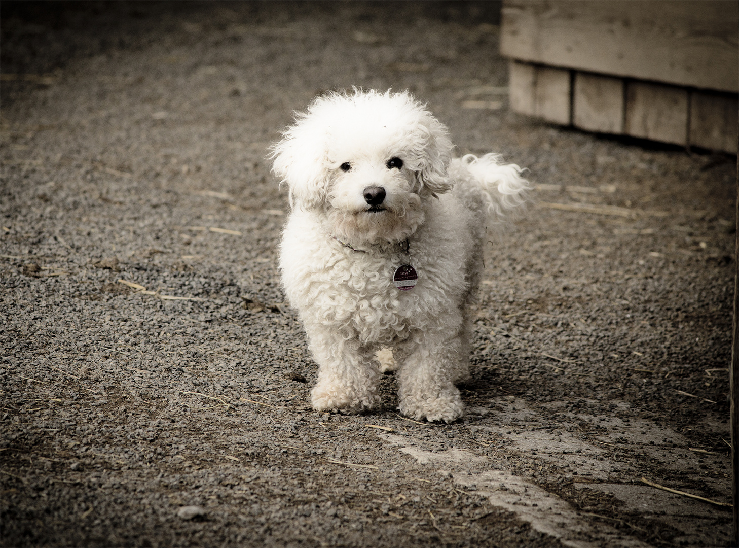 Bichon Frisé