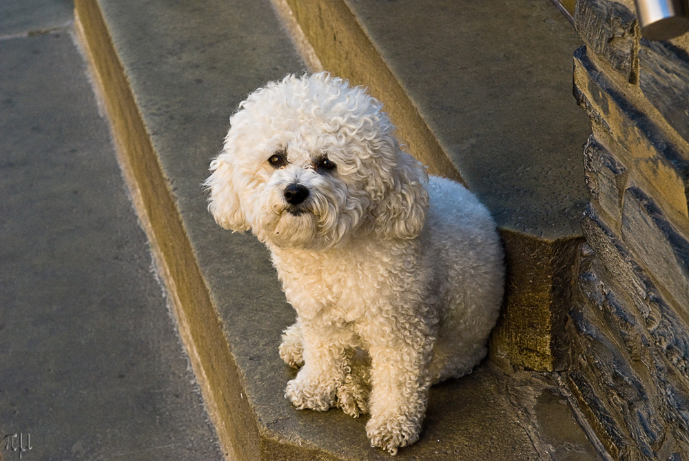 bichon frisé