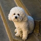 bichon frisé