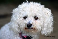 Bichon Frisé