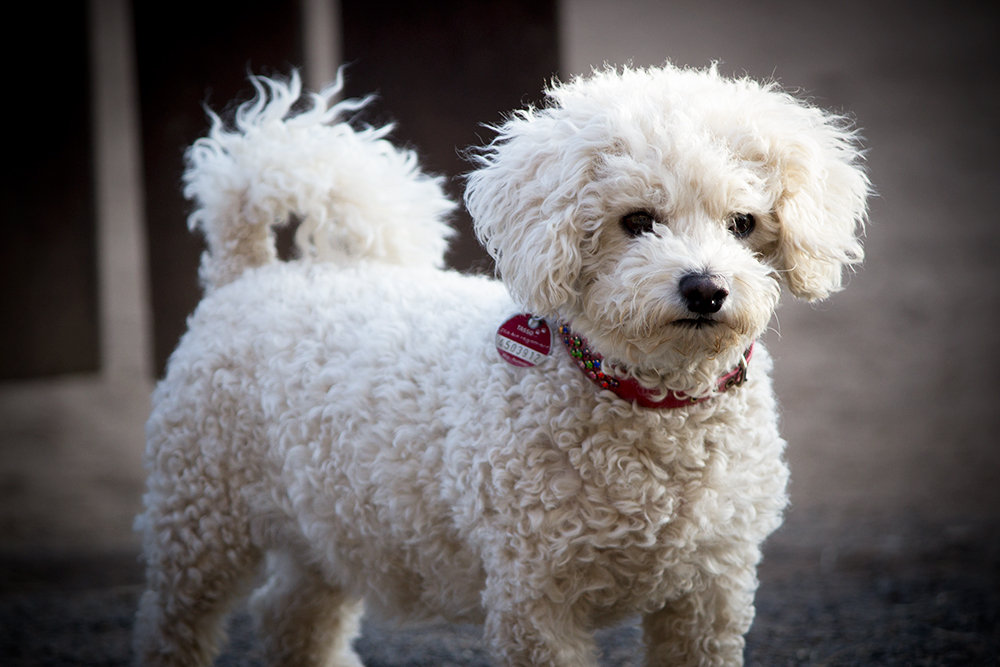 Bichon Frisé Lizzy