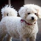 Bichon Frisé Lizzy